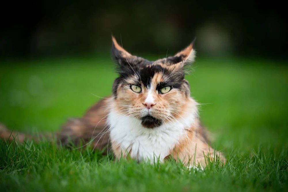 A maioria dos gatos Maine Coon tem a pelagem bicolor ou tricolor