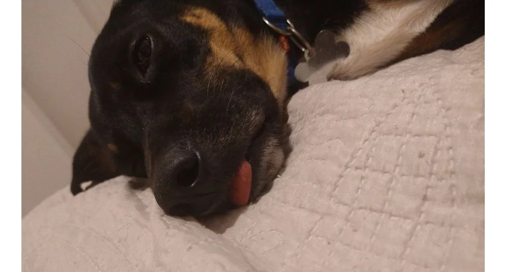Dormir com a língua exposta é um charme para poucos cachorros