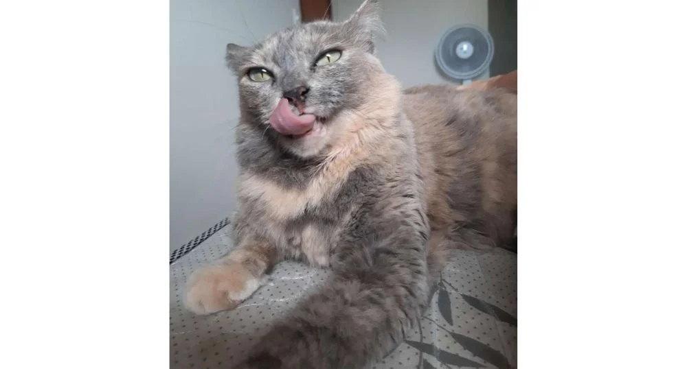 Se você gosta de língua de gato, tente resistir a essa fofura!