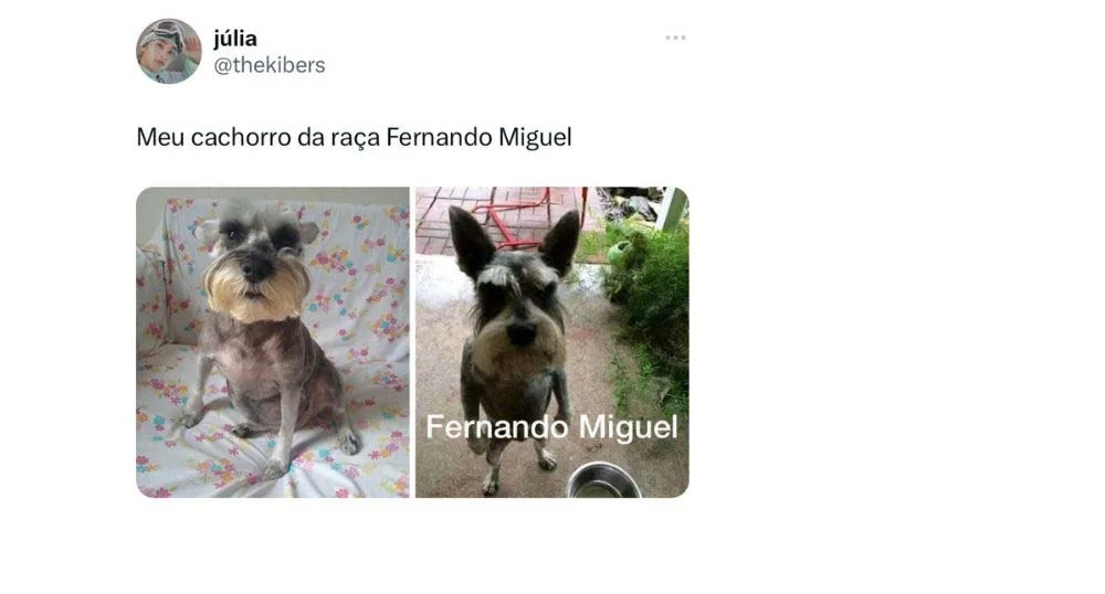 Fotos engraçadas de cachorro: você conhece algum cão