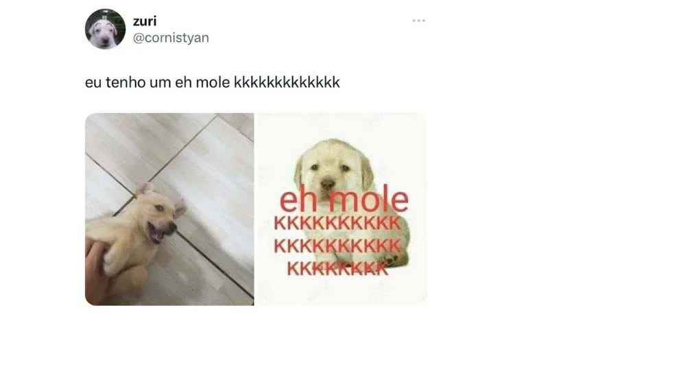 Um dos memes de cachorro mais engraçados é, sem dúvidas