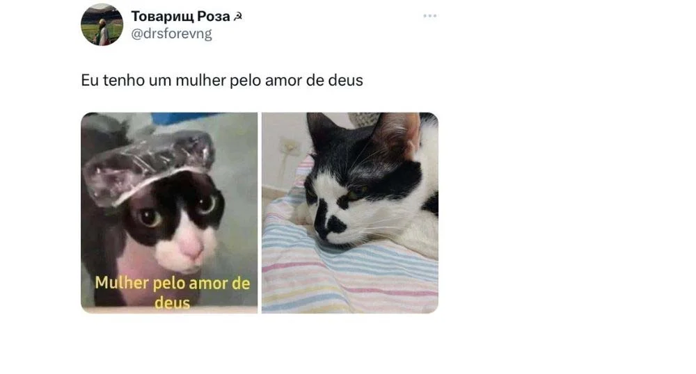 Mais dos memes de gato que fazem sucesso