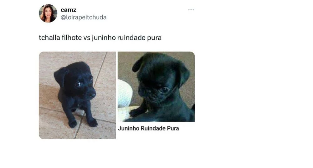 Já pensou em ter um cachorro