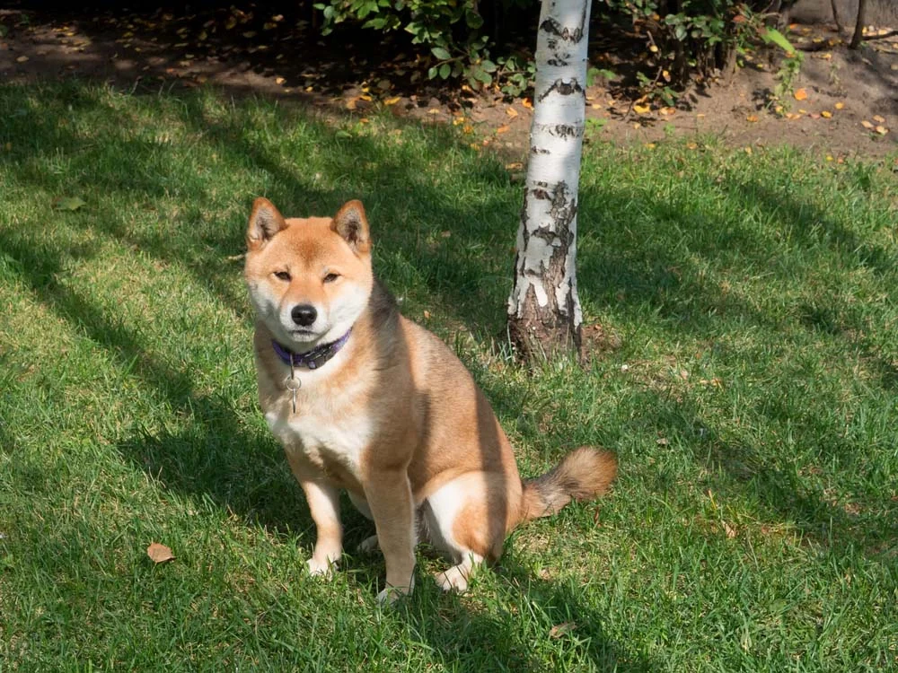 Cachorro japonês: assim como o Akita e o Shiba, o Hokkaido tem o padrão sésamo
