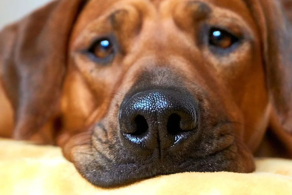 Cachorro com nariz gelado é algo comum para a espécie