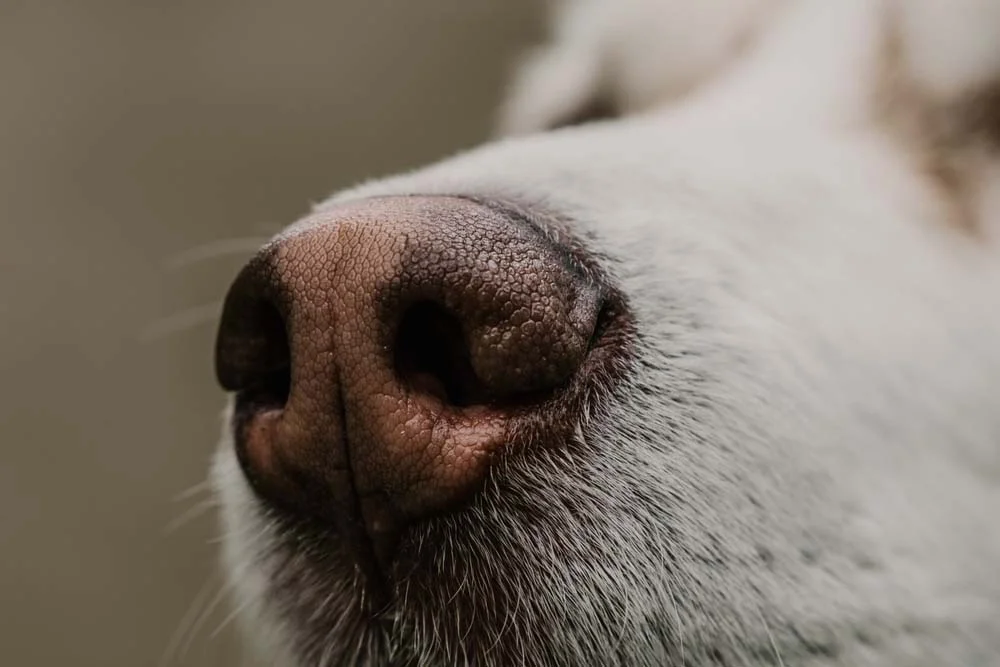 Além do nariz gelado, cachorro possui impressões digitais no focinho