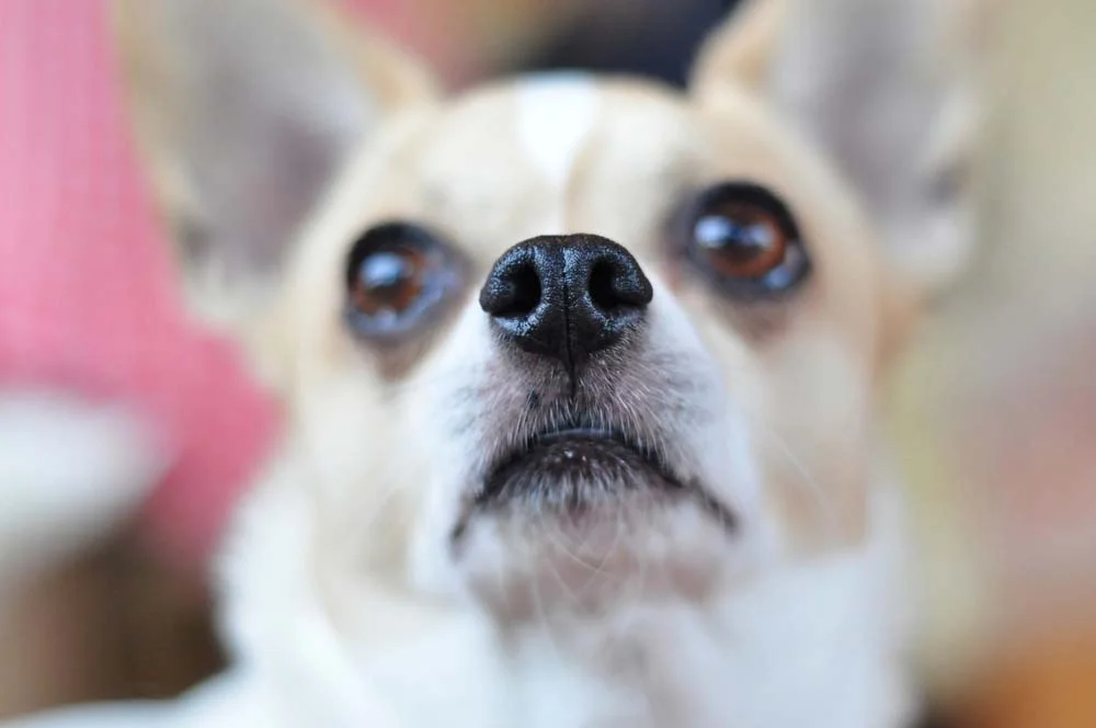 O focinho de cachorro - gelado ou não - têm muitas funções