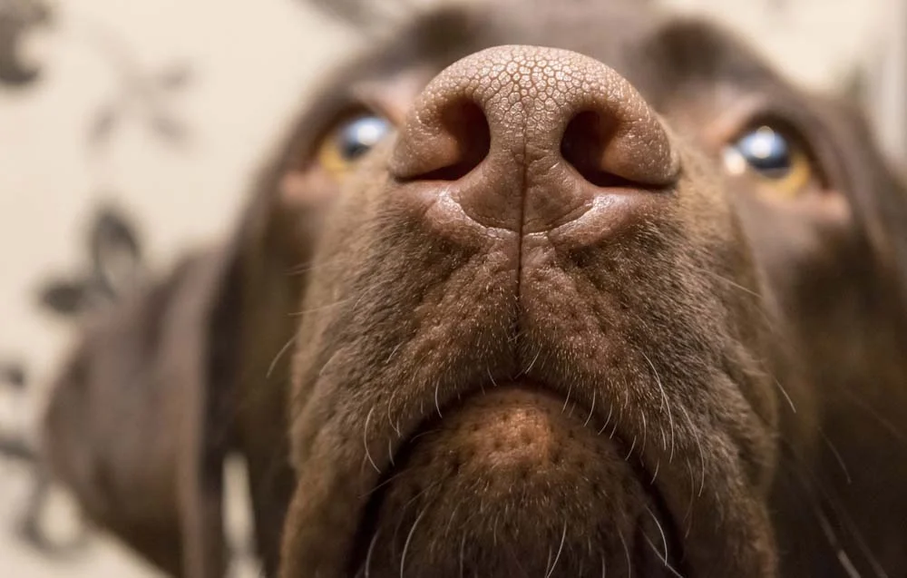 O cachorro com nariz gelado dificilmente indica problemas, mas o nariz quente e seco sim