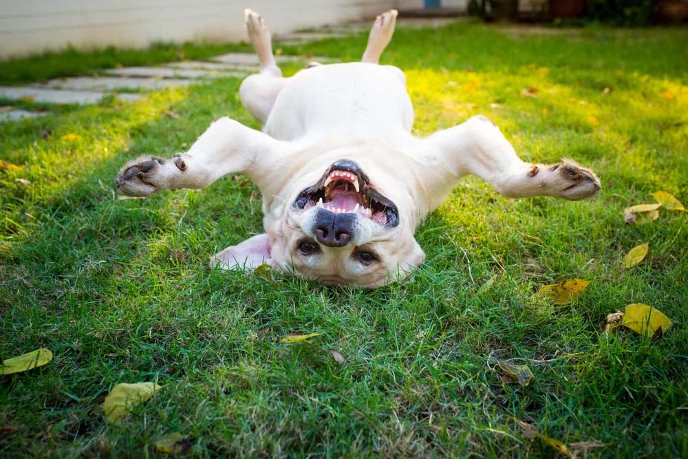 Labrador deitado de costas na grama