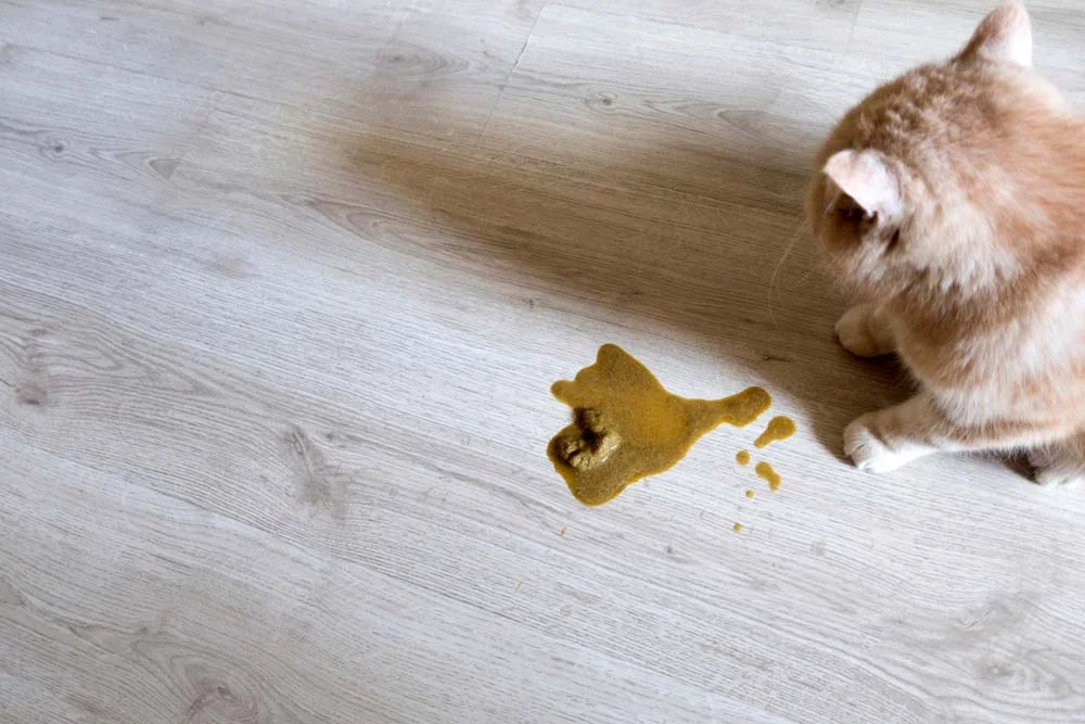 O gato vomitando ração pode ter relação com doenças gastrointestinais, intolerância alimentar, pancreatite, problemas renais e até estresse