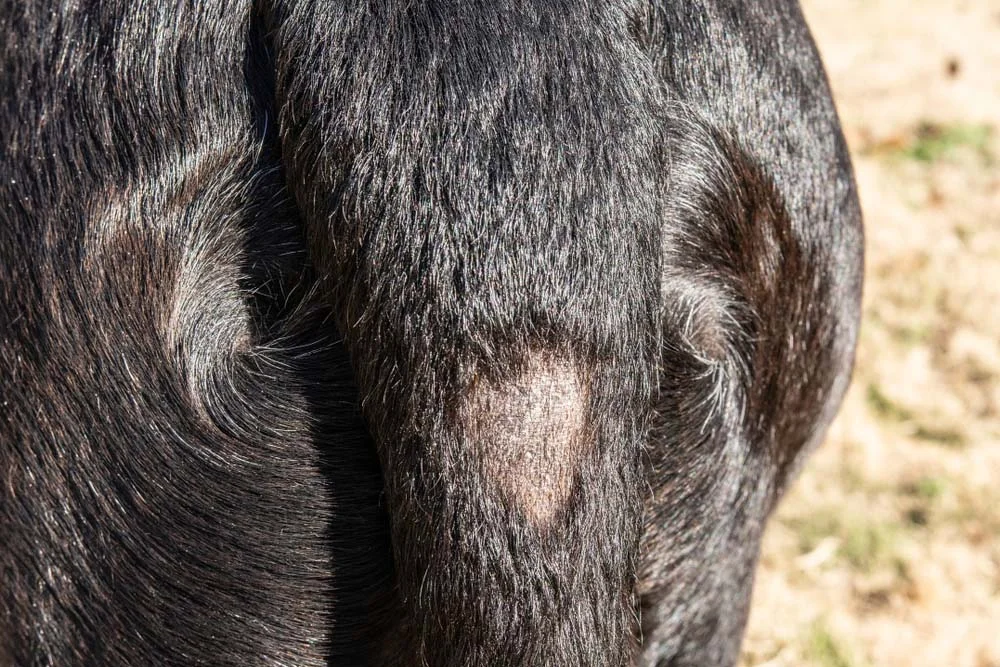 A alopécia canina também pode apresentar pontos circulares de calvície