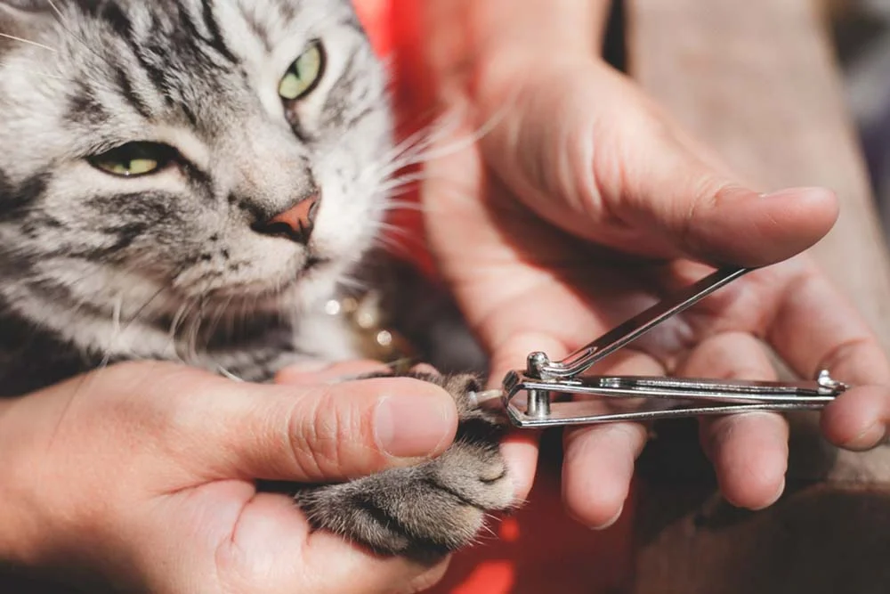 Cortadores de unha de uso humano podem funcionar mas o ideal é ter ferramentas específicas para as unhas dos gatos
