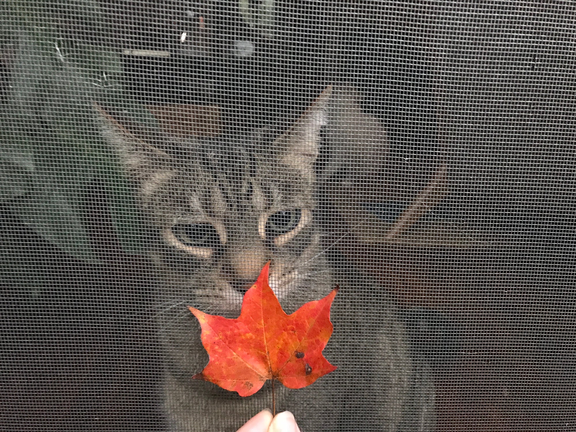 Gato atrás de tela de proteção com uma folha vermelha em cima