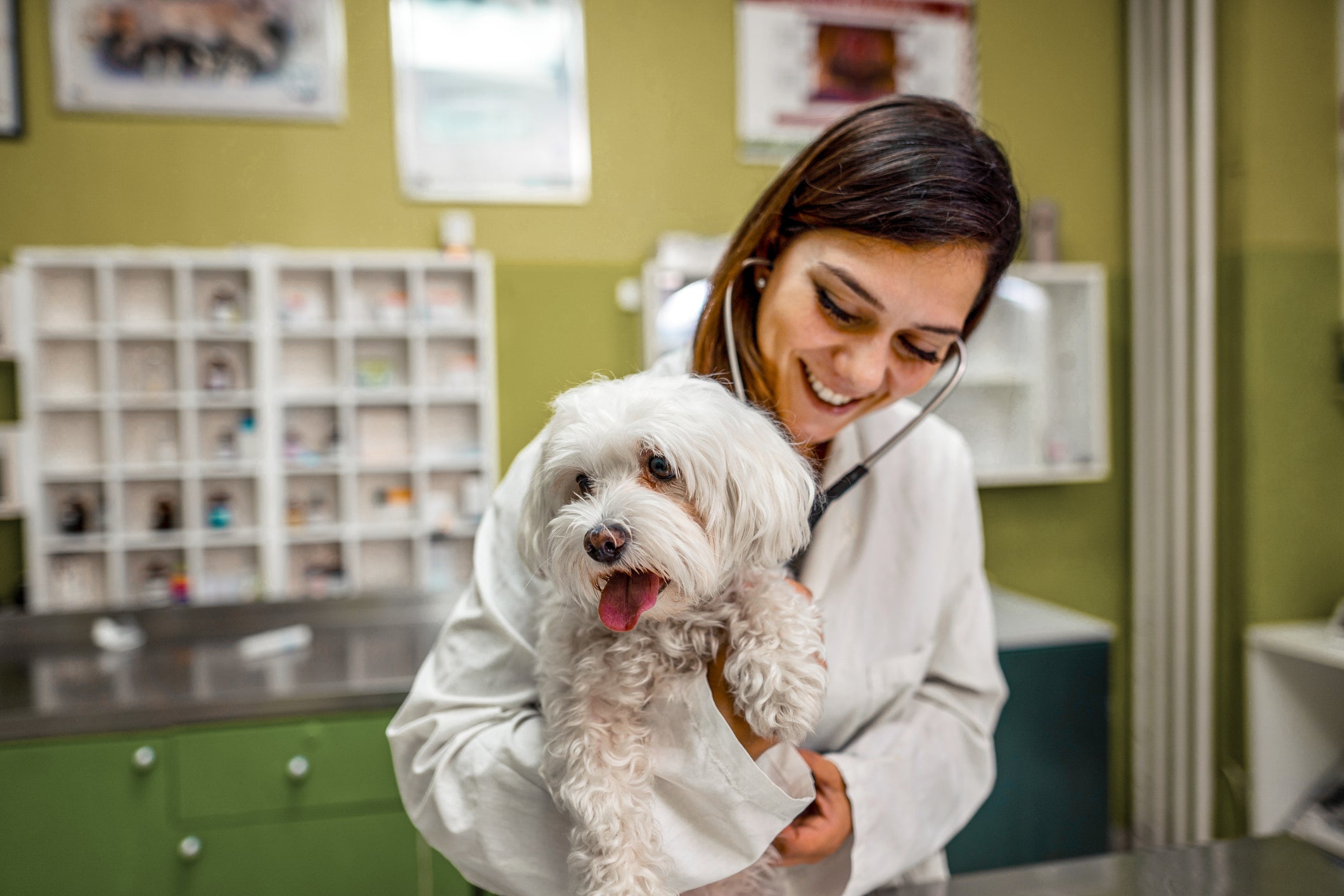 Cão branco segurado por veterinária em consultório