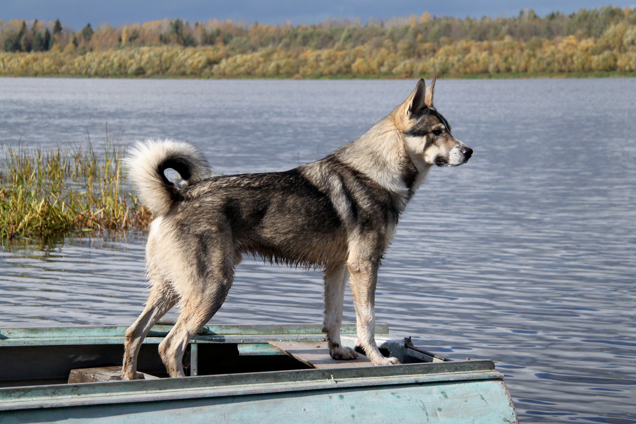 Cão Esquimó Canadense em cima de bote