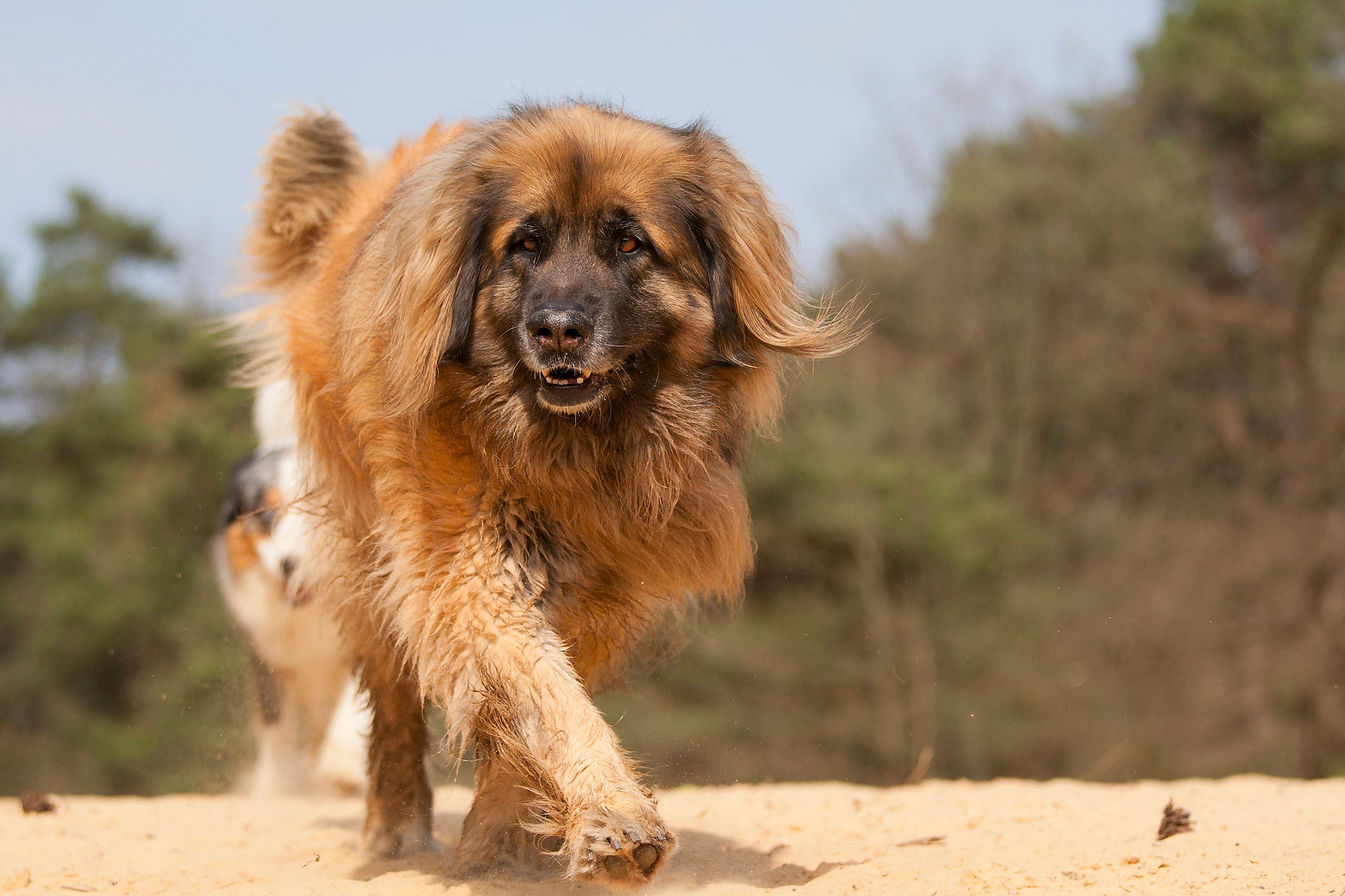 Cão Leonberger andando em floresta