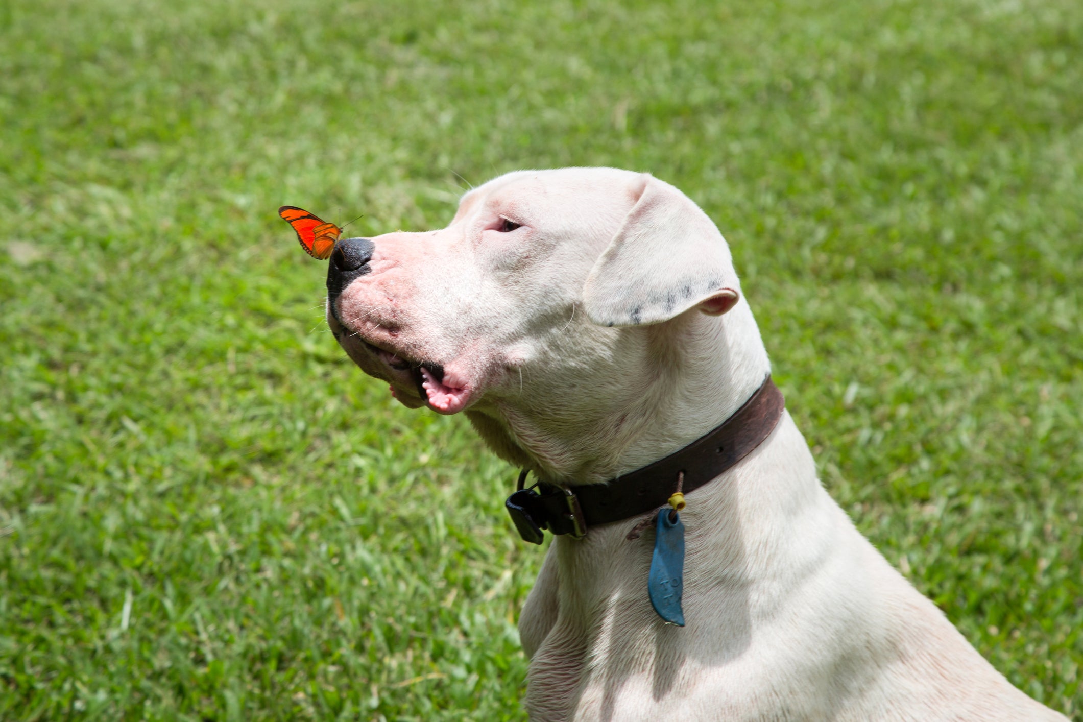 Cão Dogo Argentino em gramado com borboleta em seu nariz