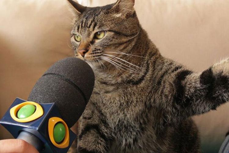 Meme de gato dando entrevista