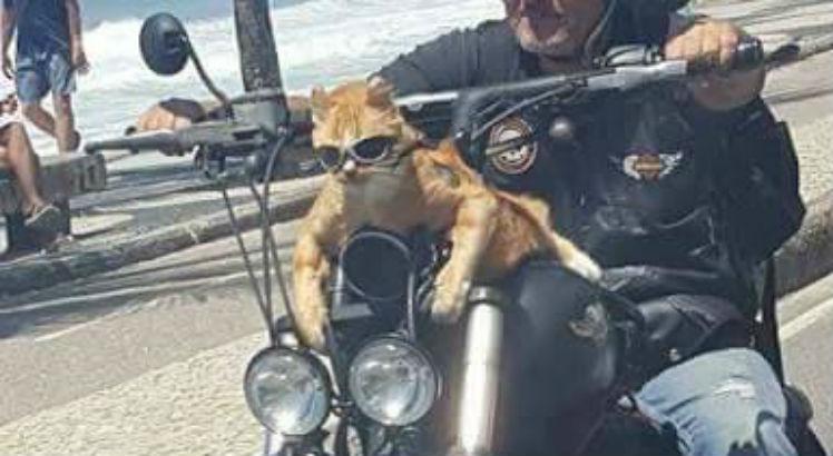 Meme gato motoqueiro