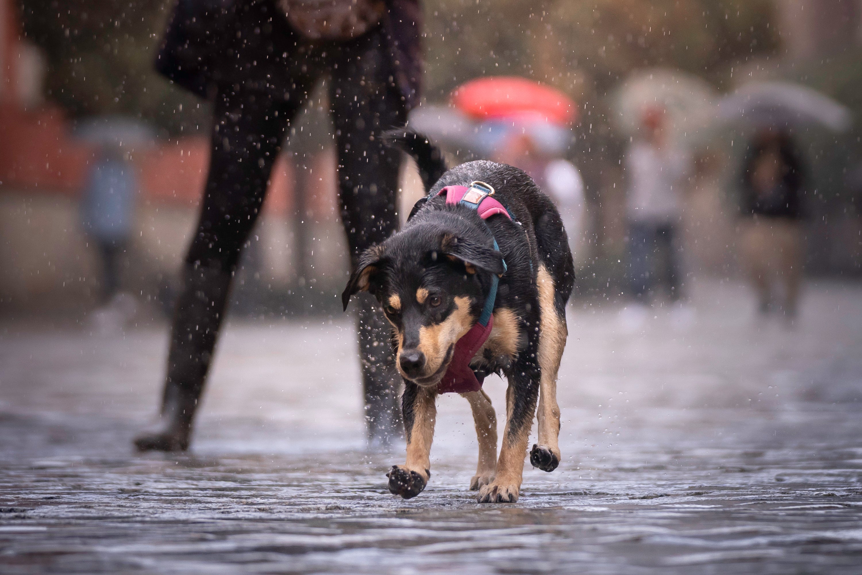 Cachorro andando na chuva na rua