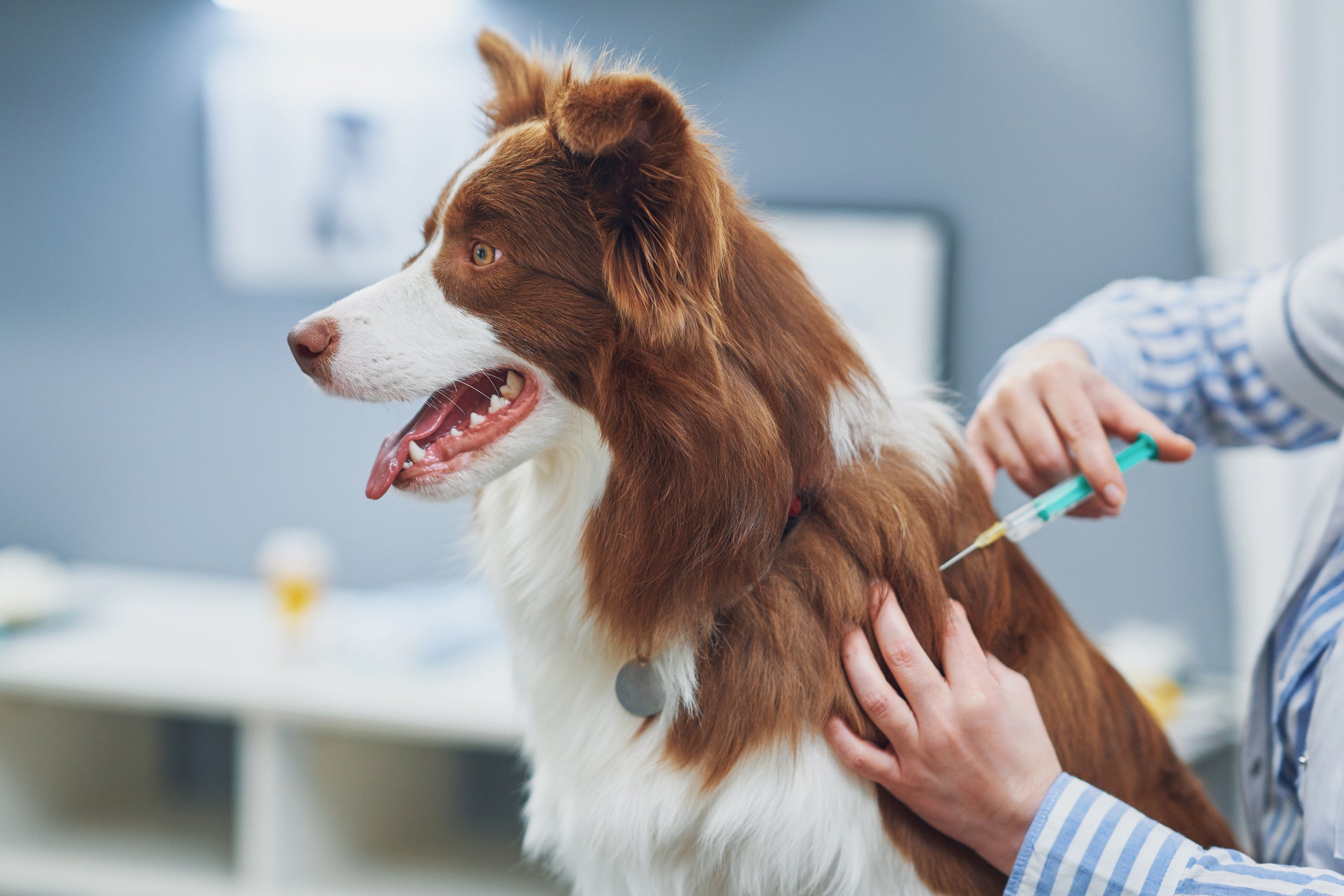 Cão branco e marrom tomando vacina pelas mãos de veterinária em consultório médico