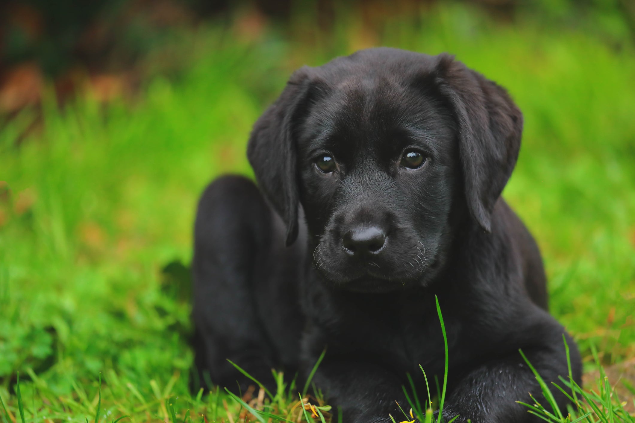 Filhote de Labrador preto sentado no mato