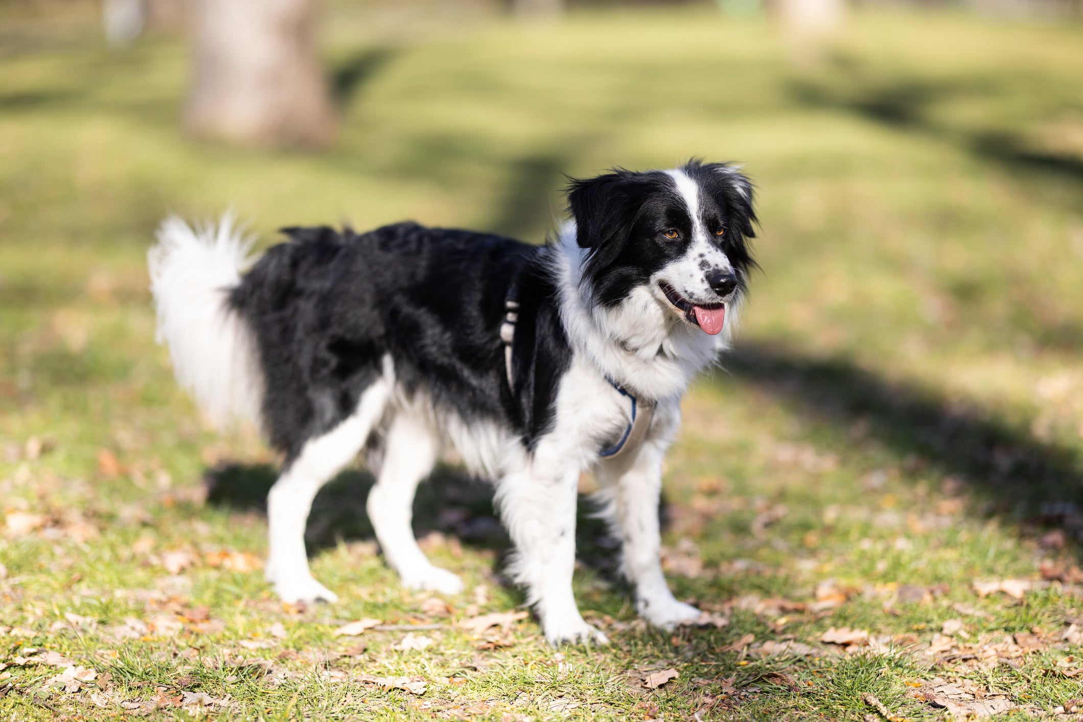 Cão Border Collie em pé em gramado ensolarado
