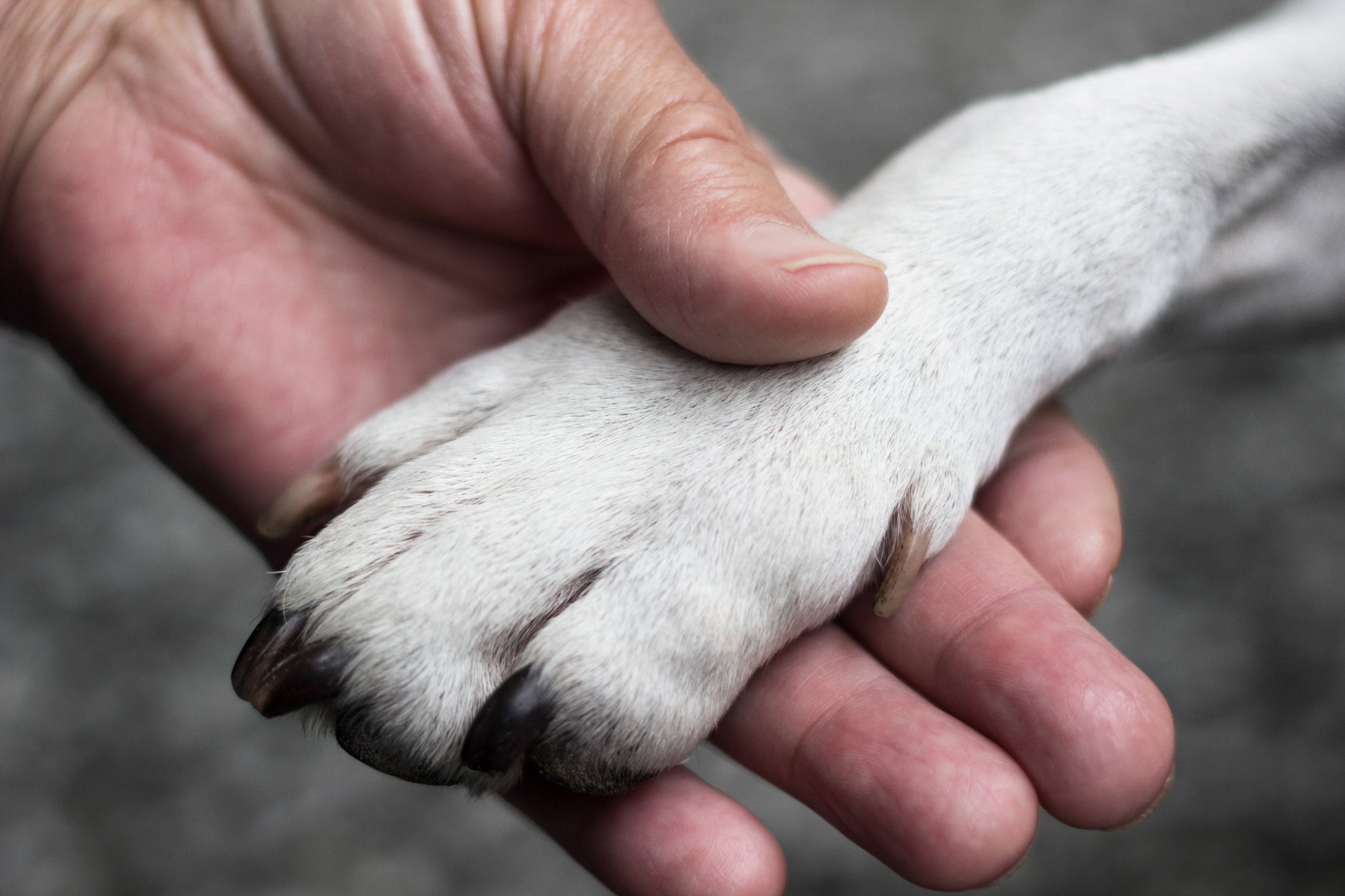 Mão humana segurando pata branca de cachorro