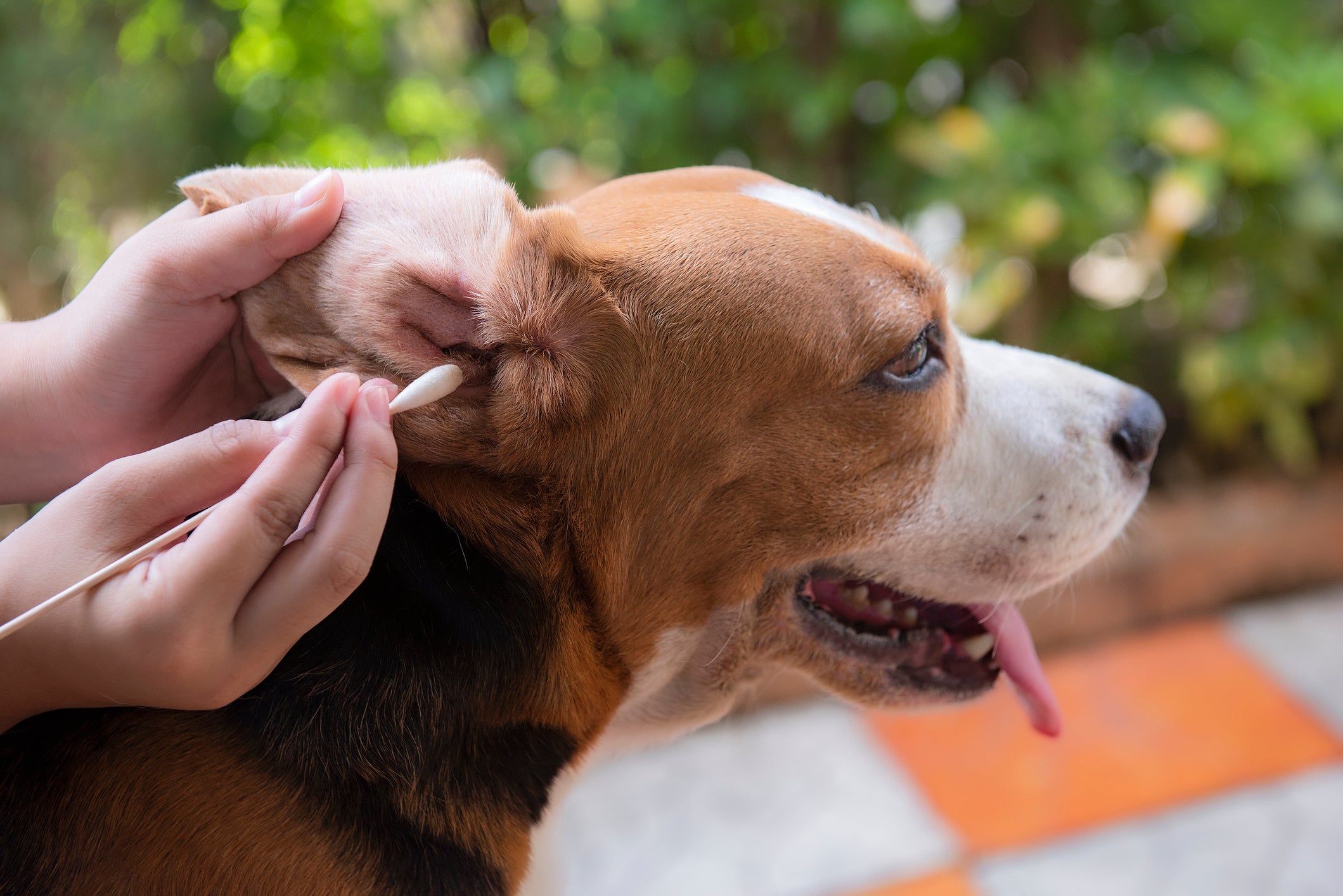 Tutora limpando orelha de cão Beagle com cotonete