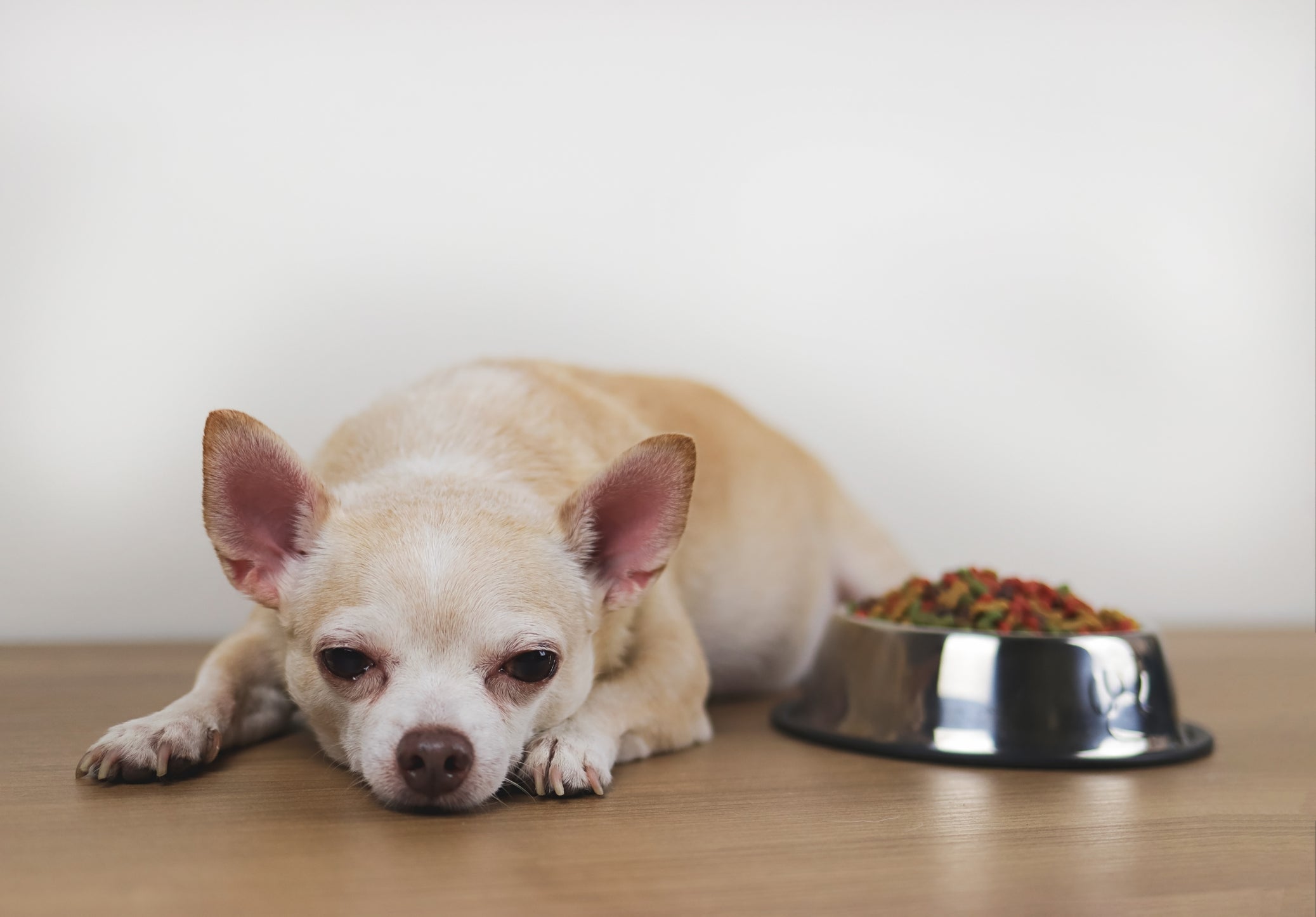 Chihuahua deitado no chão ao lado de pote cheio de ração