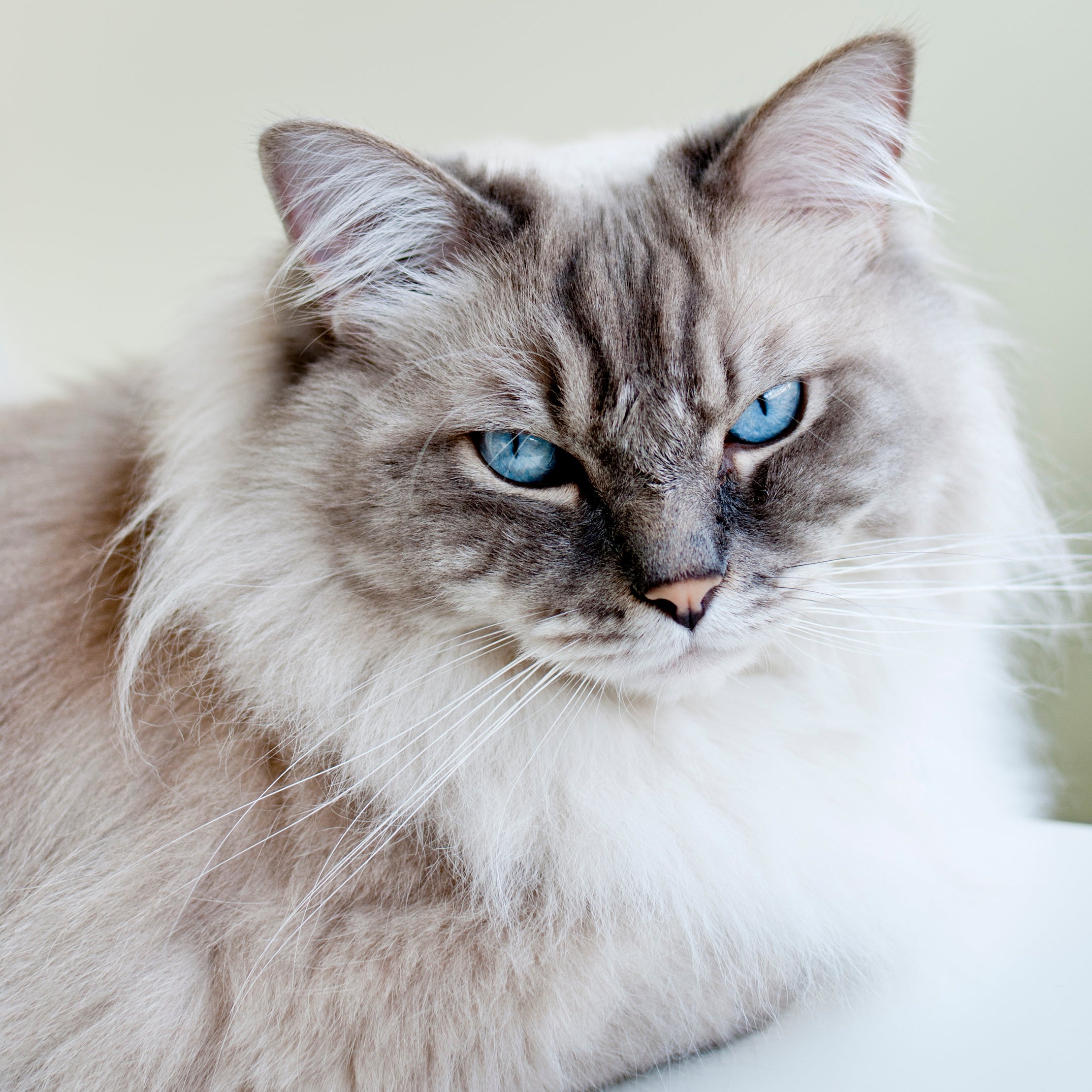 Gato Ragdoll de pelo claro e olhos azuis