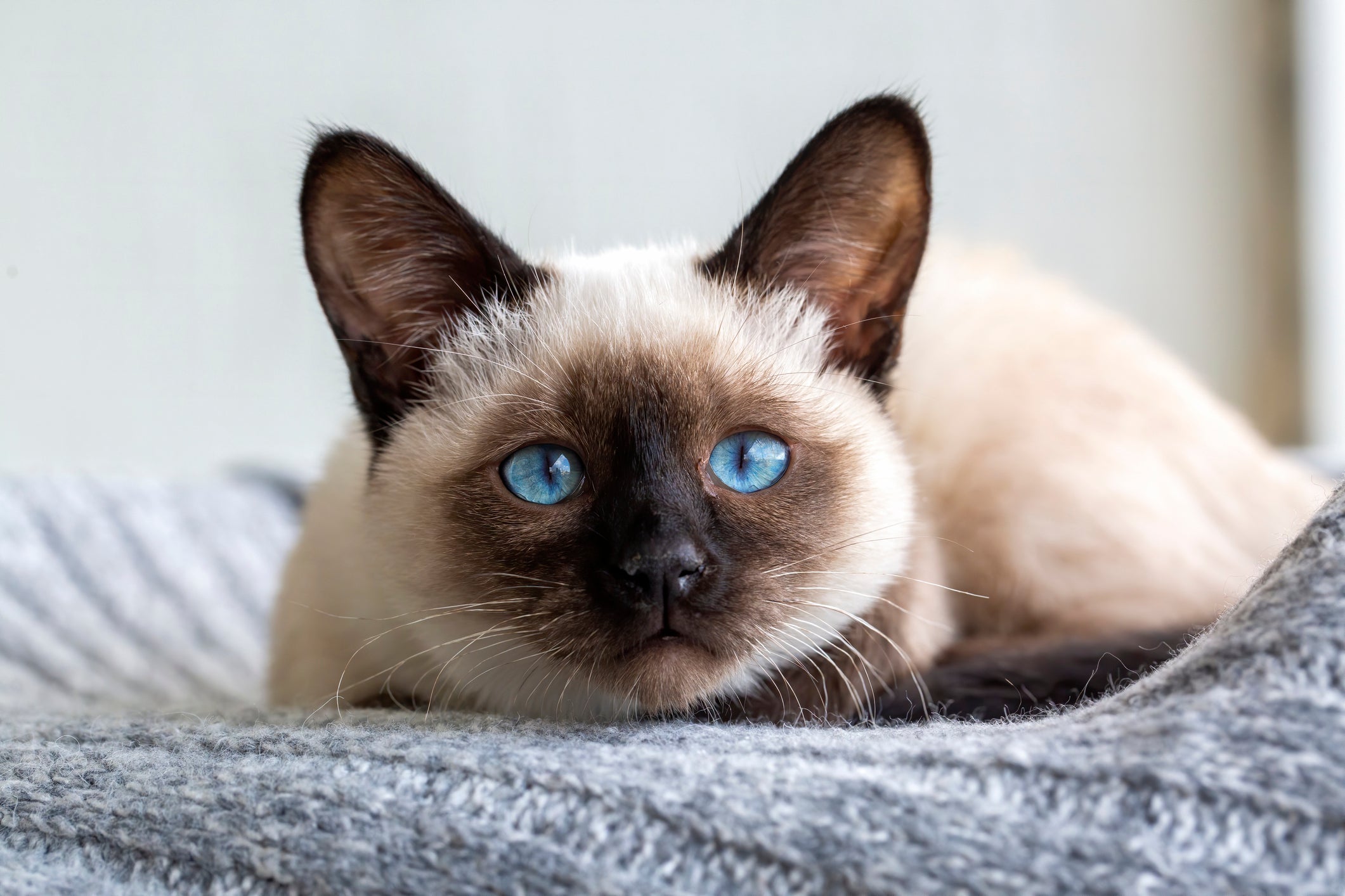 Gato Siamês de olhos azuis deitado
