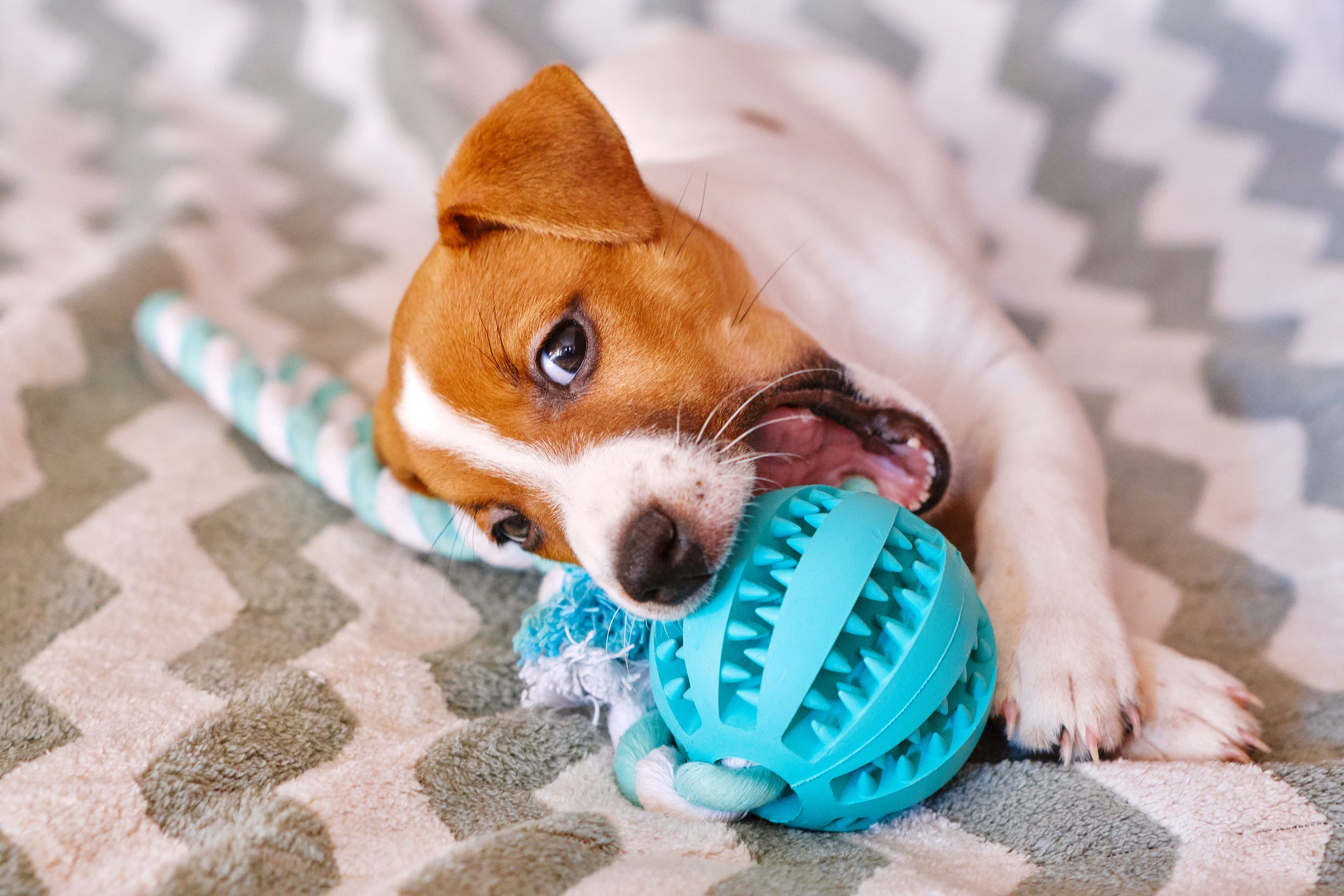 Cachorro pequeno mordendo brinquedo azul