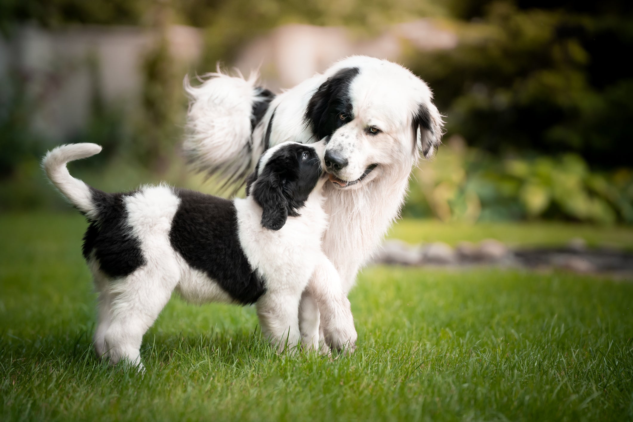 Dois cães branco e preto brincando no jardim