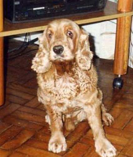 Cão dourado com longas orelhas sentado no chão de casa