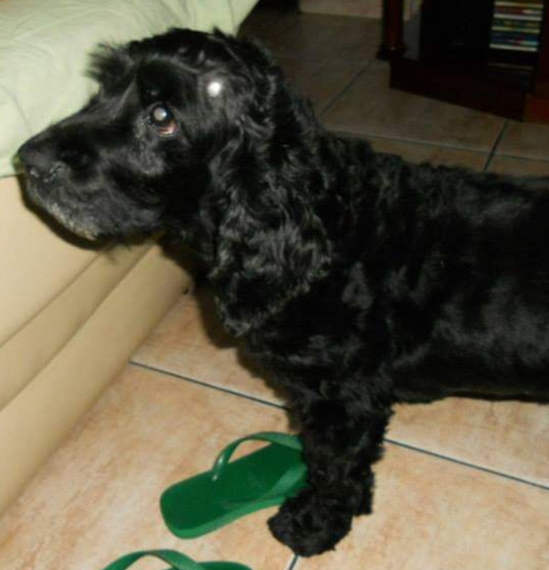 Cadelinha preta em pé dentro de casa perto de par de chinelos verdes