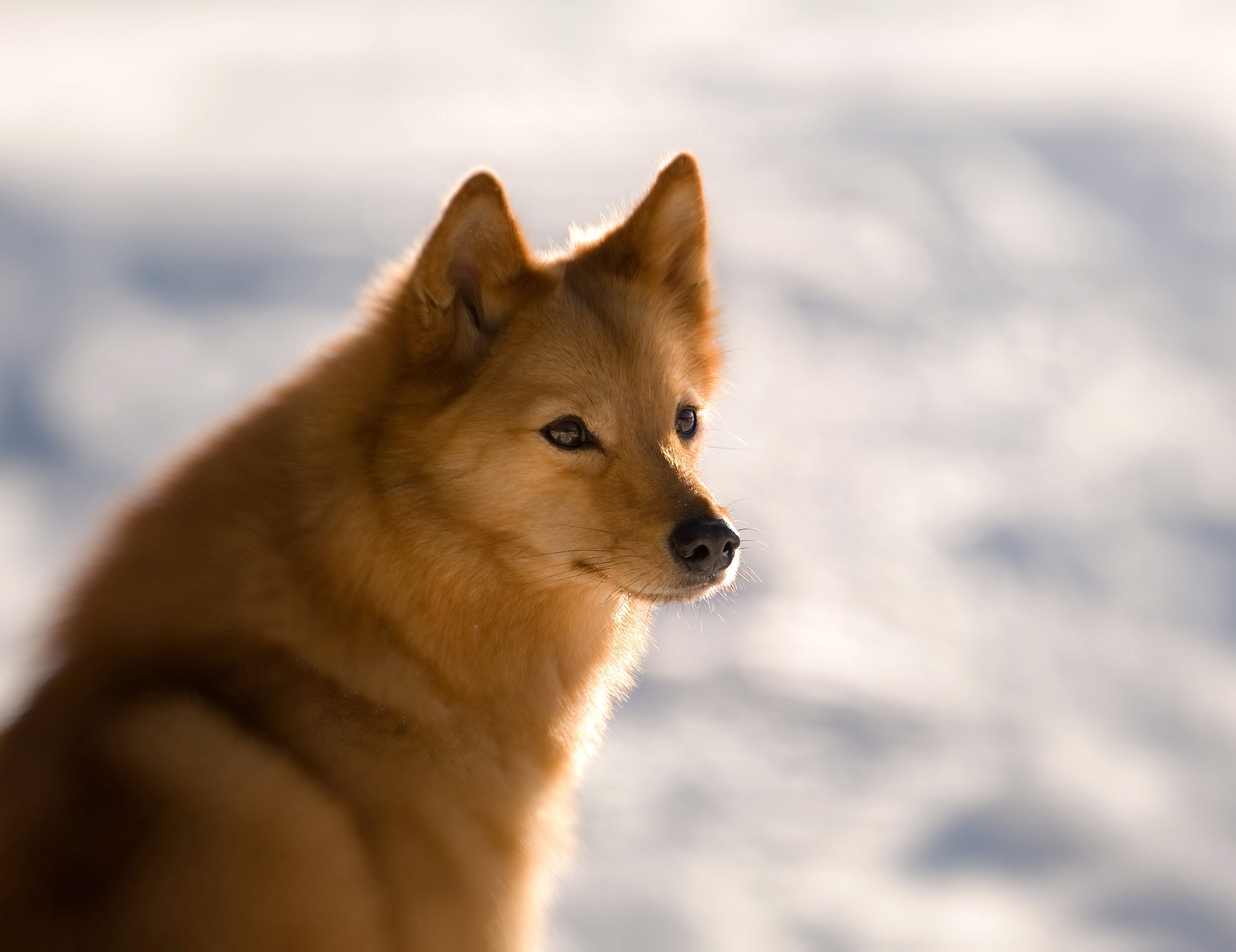 Cão Spitz Finlandês em destaque com fundo de neve 