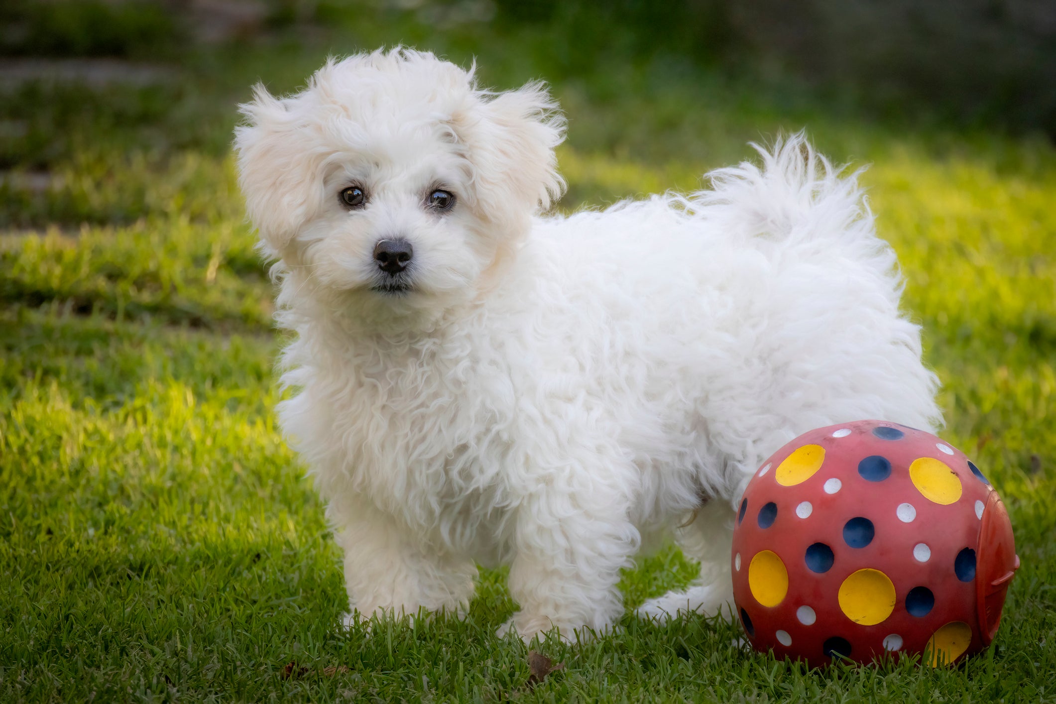 Cãozinho branco ao lado de bola colorida em gramado