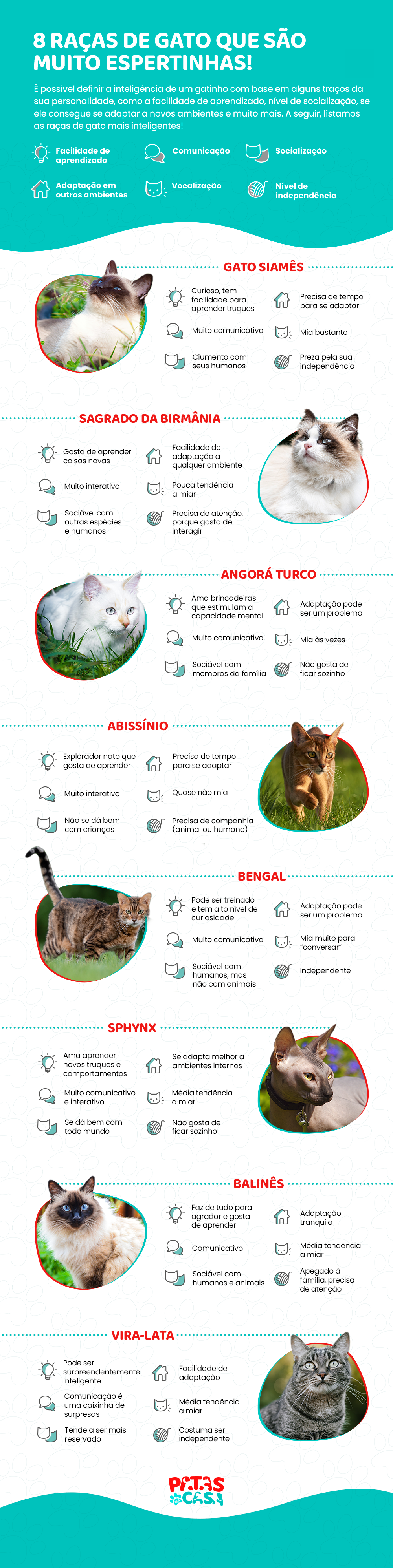 Infográfico mostrando 8 raças de gato mais inteligentes