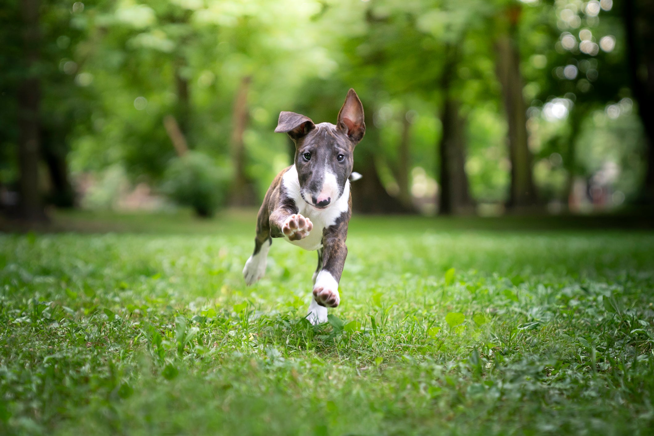 Cão Bull Terrier cinza e branco correndo em bosque