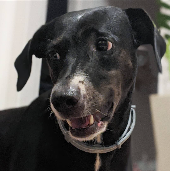 Cachorro preto com mancha branca de lado e boca aberta com uma coleira cinza no pescoço