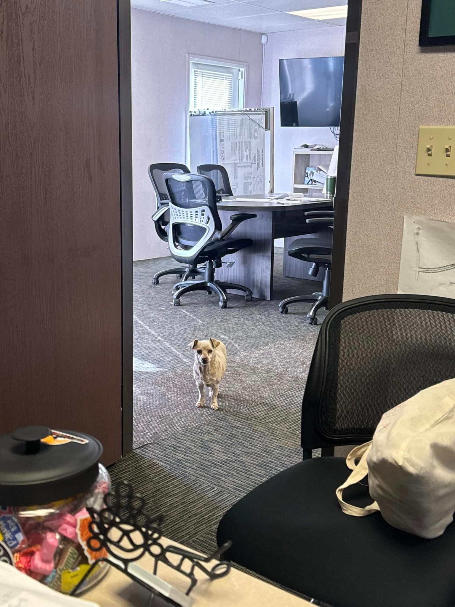 cachorra pequena e de pelagem clara parada na porta de um escritório