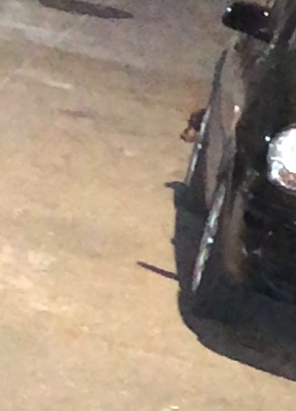 cachorro vira-lata escondido atrás de carro na rua