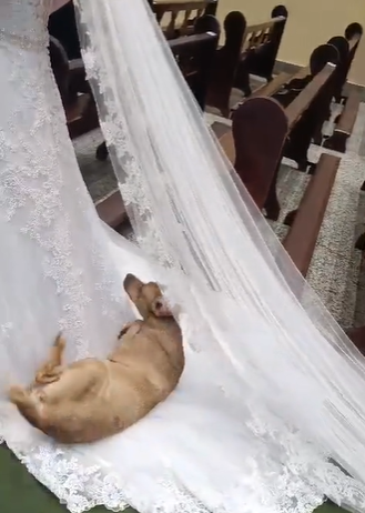 vira-lata caramelo deitado em vestido de noiva