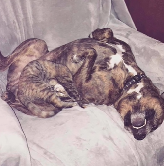cachorro e gato dormindo juntos