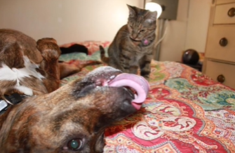cachorro com língua de fora e gato olhando para cachorro
