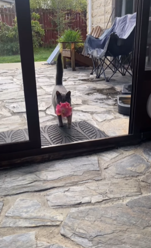 gato cinza com flor rosa na boca
