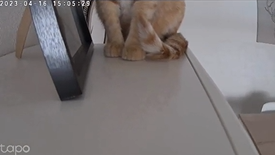 patas de gato laranja em cima de estante