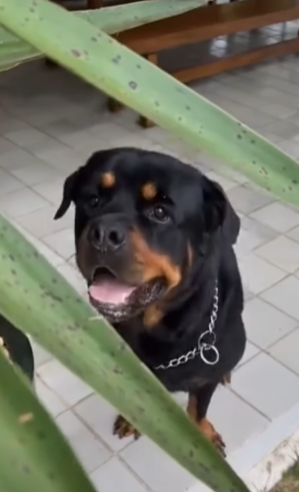 cachorro romeu de cauã reymond com a boca aberta