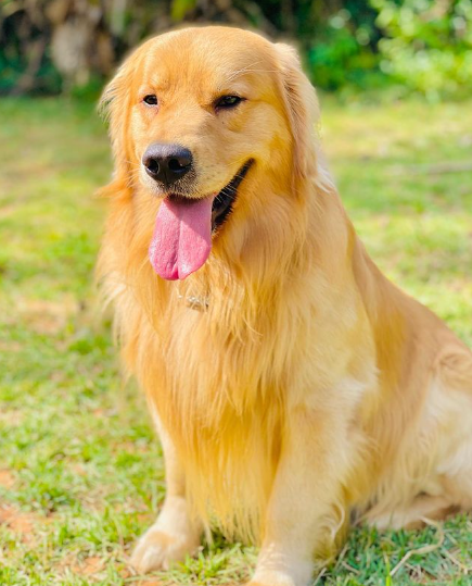 cachorro golden retriever do caso joca ao ar livre com língua de fora